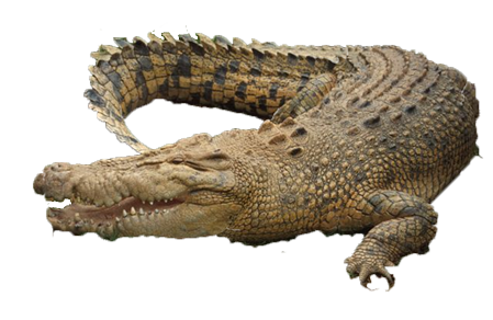 Crocodile Picture Transparent PNG Image