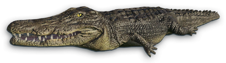 Crocodile Png File Transparent PNG Image