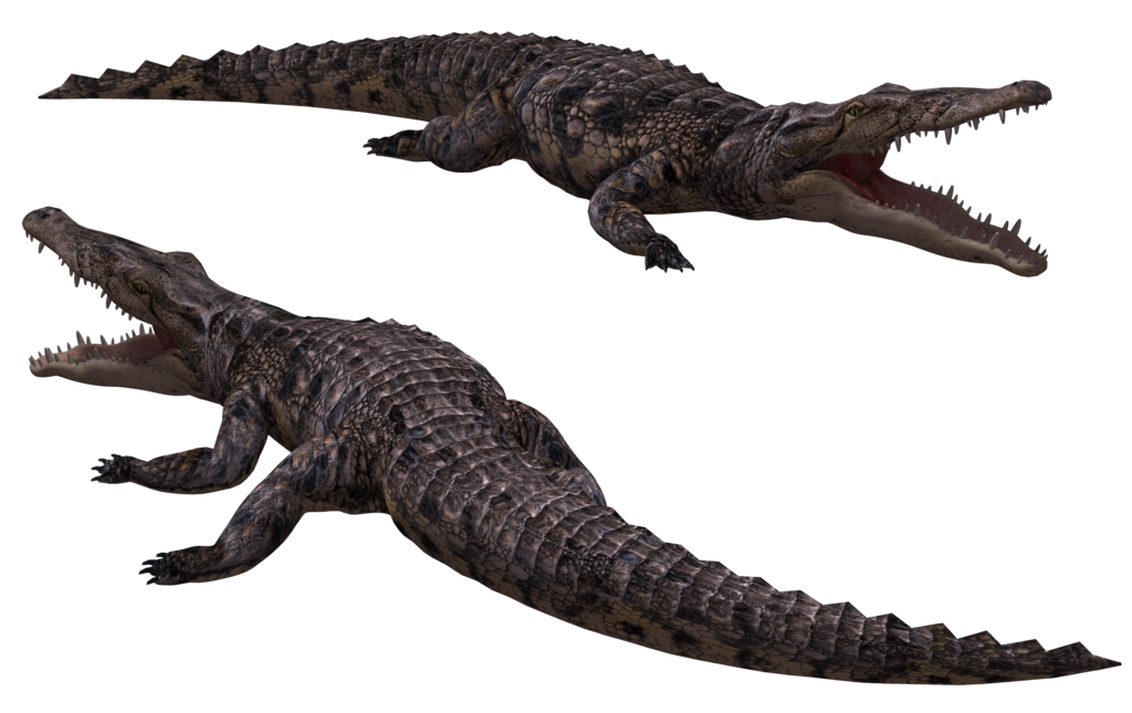 Crocodile Png Image Transparent PNG Image