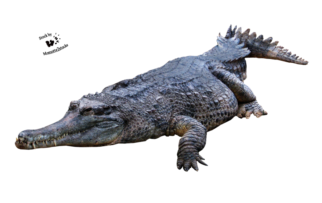 Crocodile Png Picture Transparent PNG Image