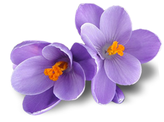 Crocus Png Picture Transparent PNG Image