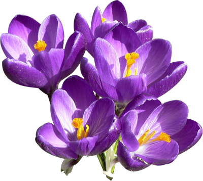 Crocus High-Quality Png Transparent PNG Image