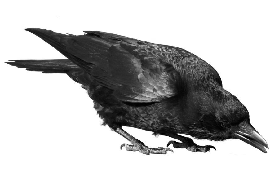 Black Crow Png Image Transparent PNG Image