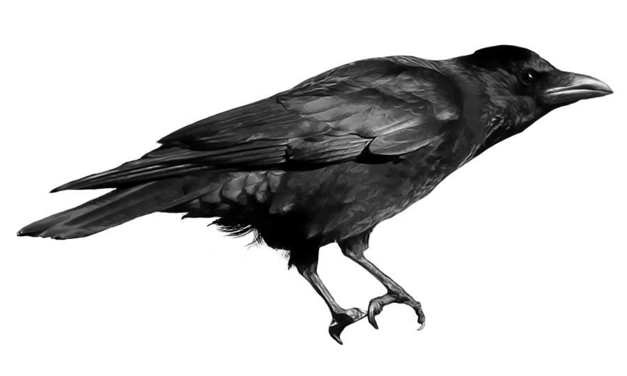 Crow Png Image Transparent PNG Image