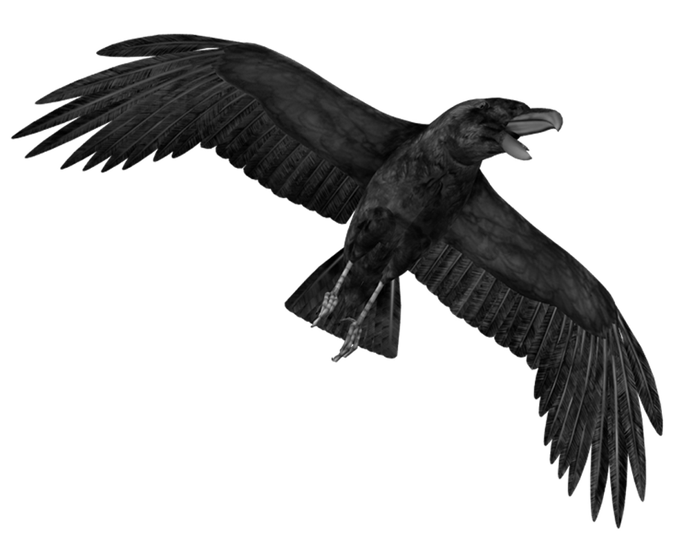 Crow Png Hd Transparent PNG Image