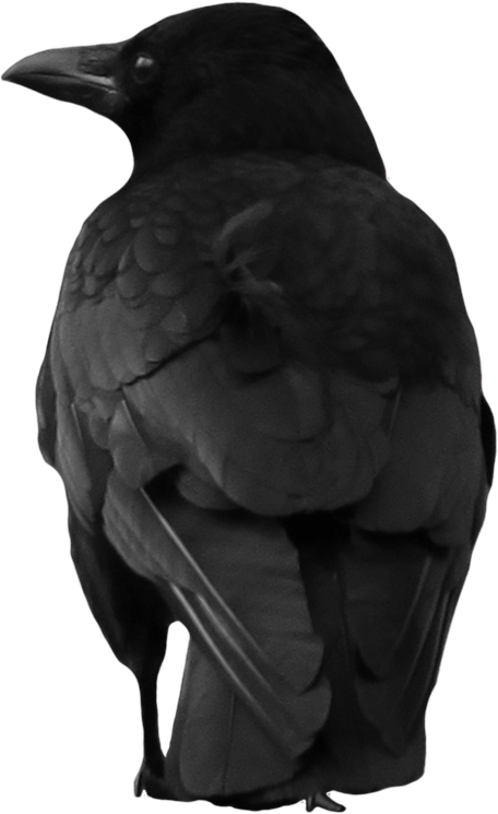 Crow Png Image Transparent PNG Image