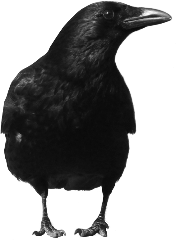 Black Crow Png Image Transparent PNG Image