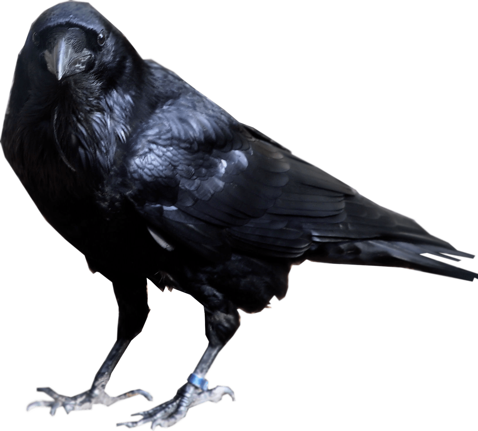 Crow Png Image Transparent PNG Image