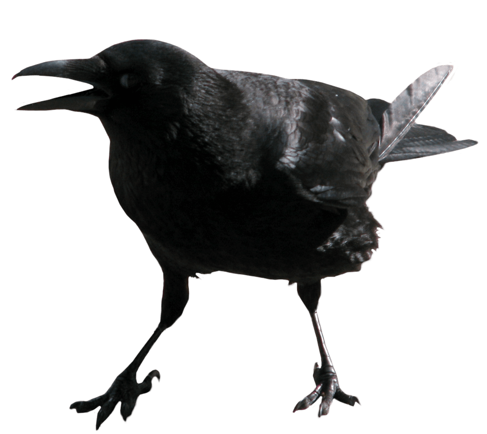 Crow Png Image Transparent PNG Image