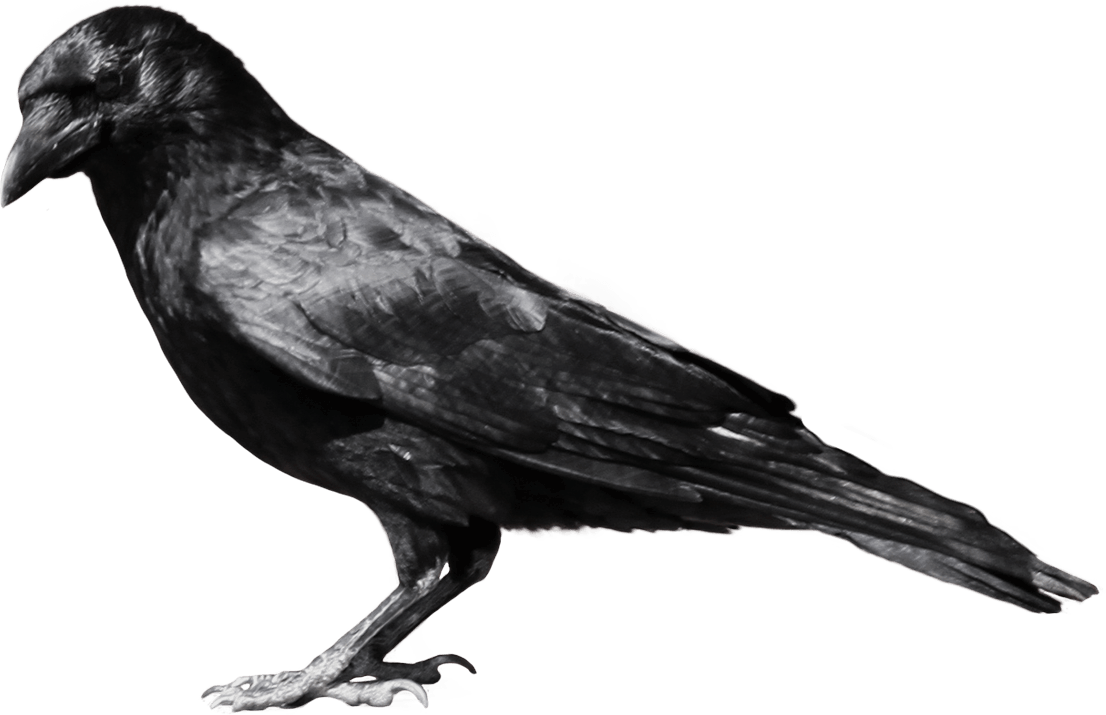 Crow Png Image Transparent PNG Image