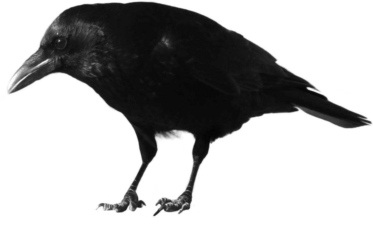 Black Crow Png Image Transparent PNG Image