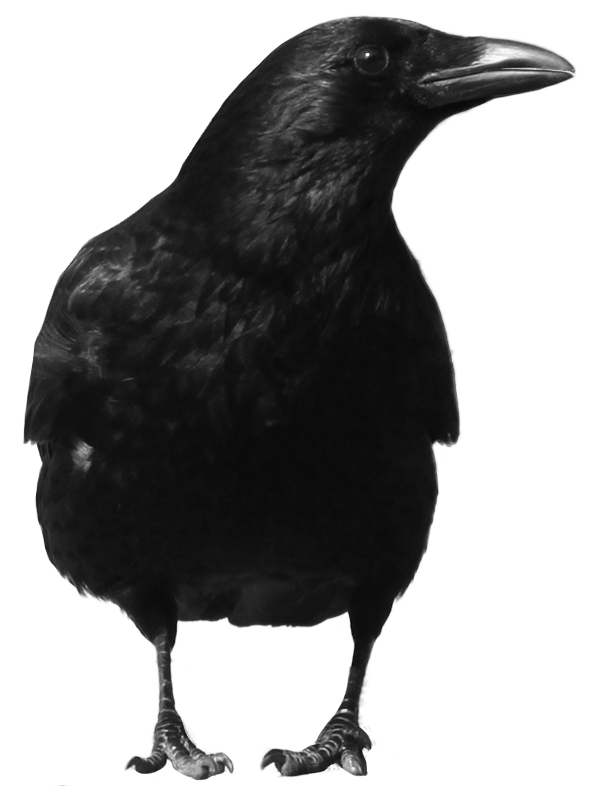 Black Crow Png Image Transparent PNG Image