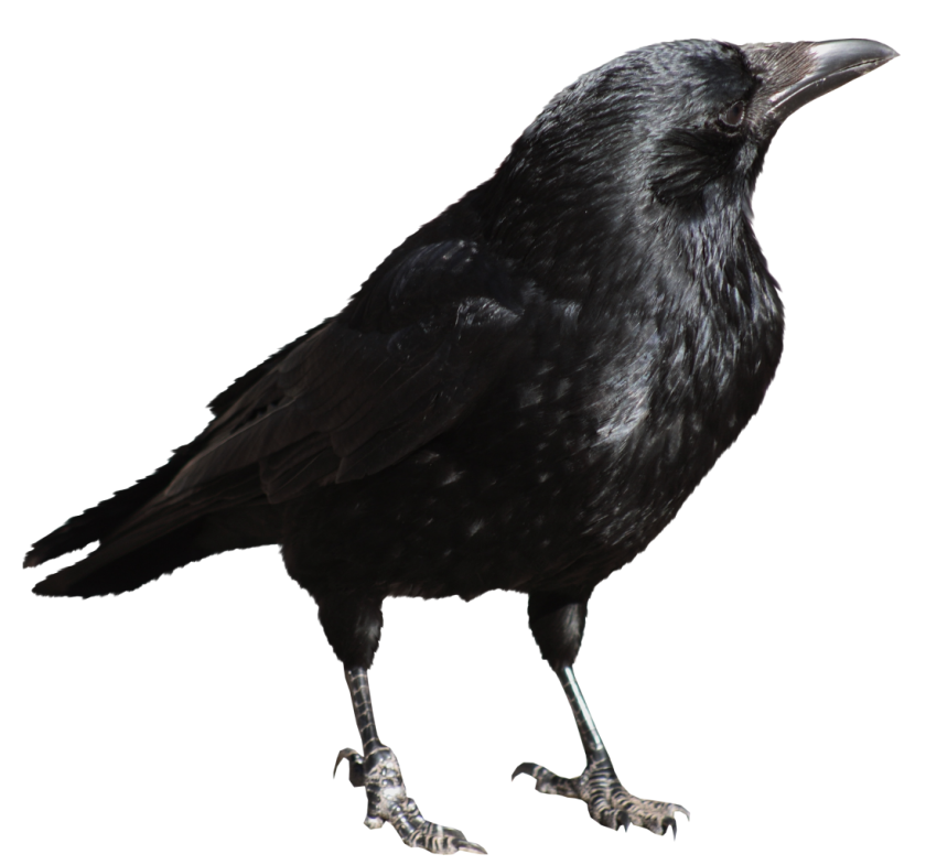 Crow Png File Transparent PNG Image