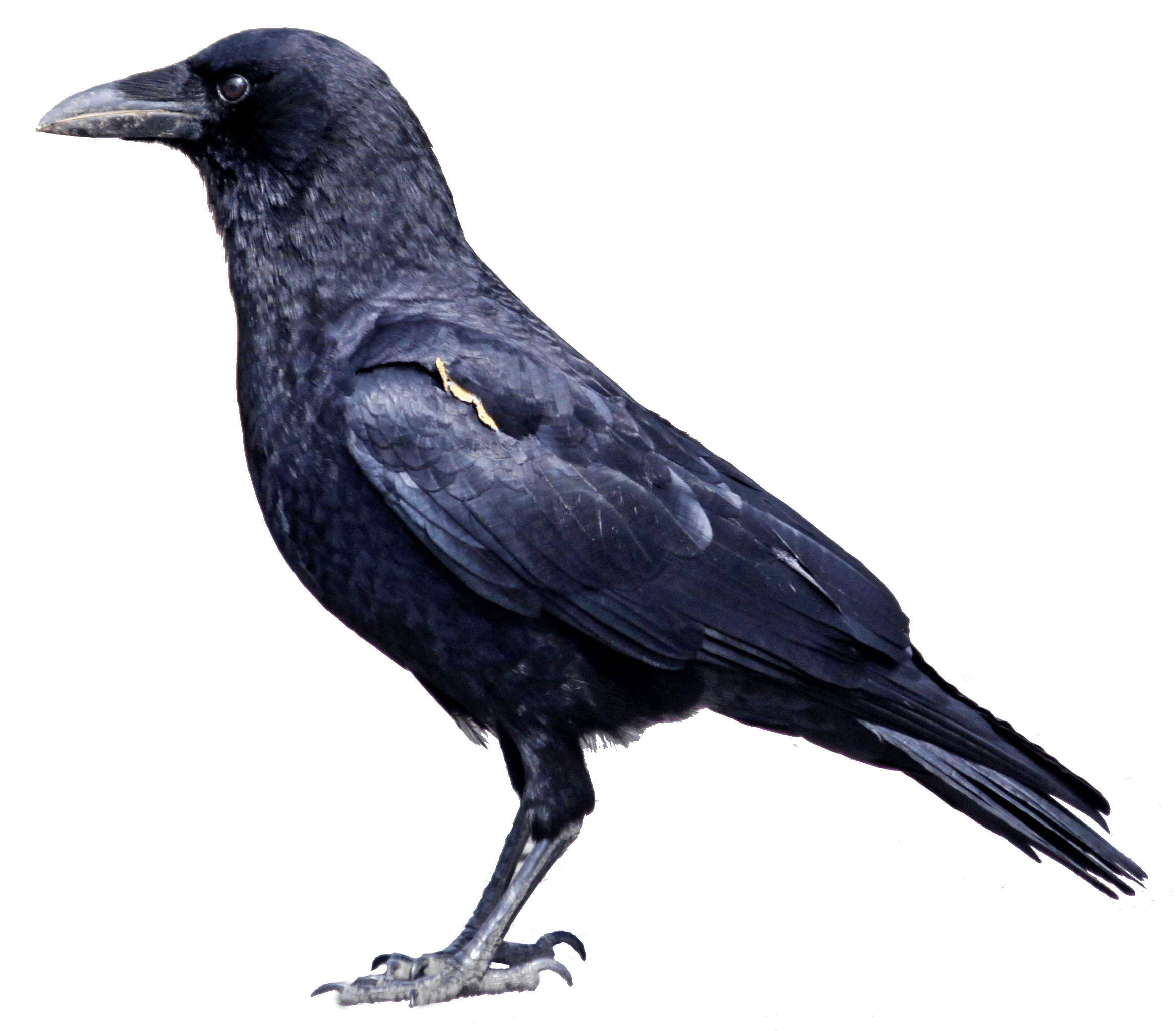 Crow Png Image Transparent PNG Image