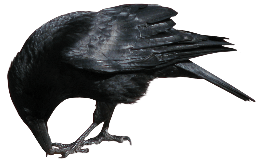 Crow Png Image Transparent PNG Image