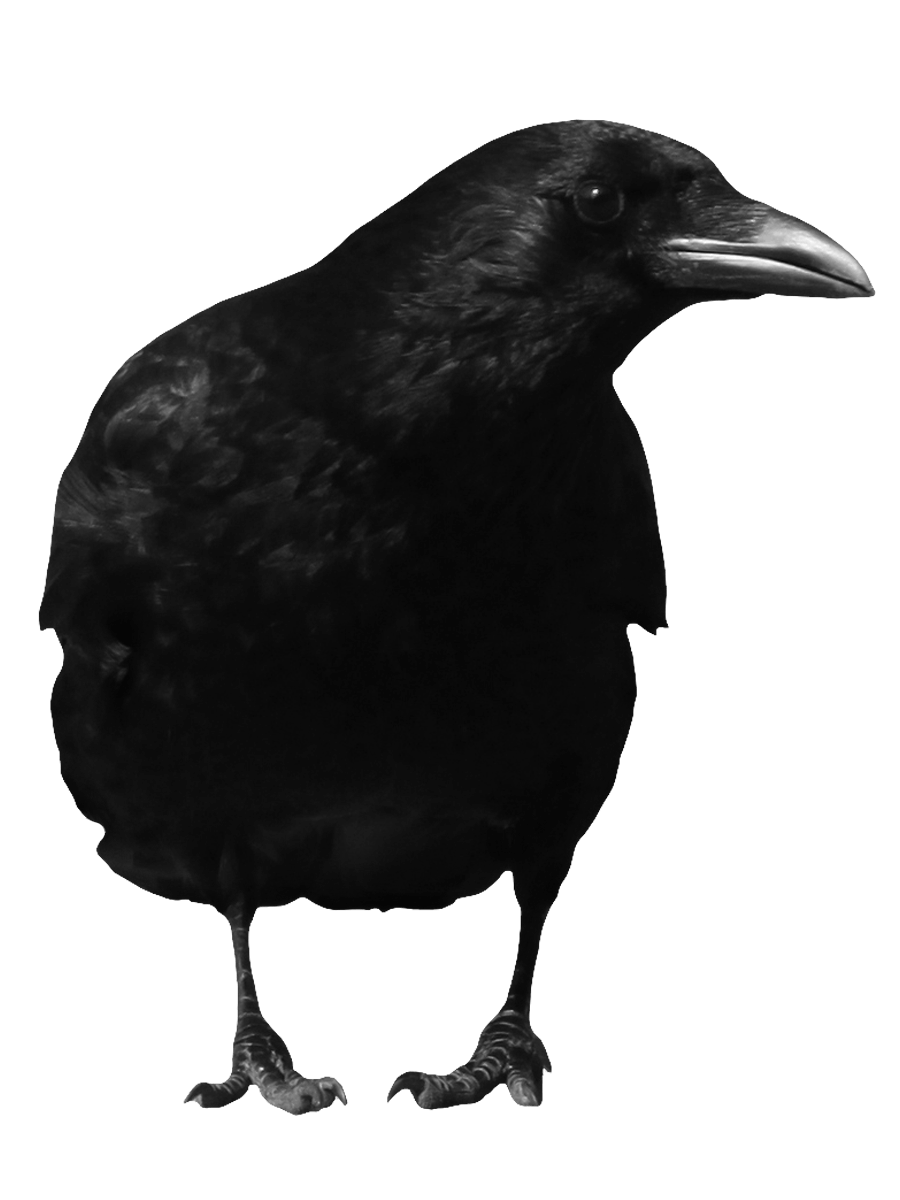 Black Crow Png Image Transparent PNG Image