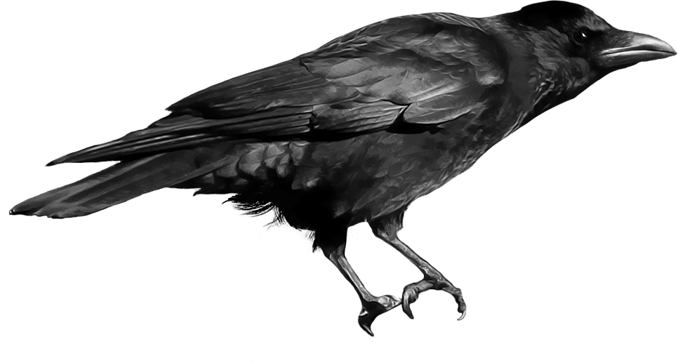 Crow Png Image Transparent PNG Image