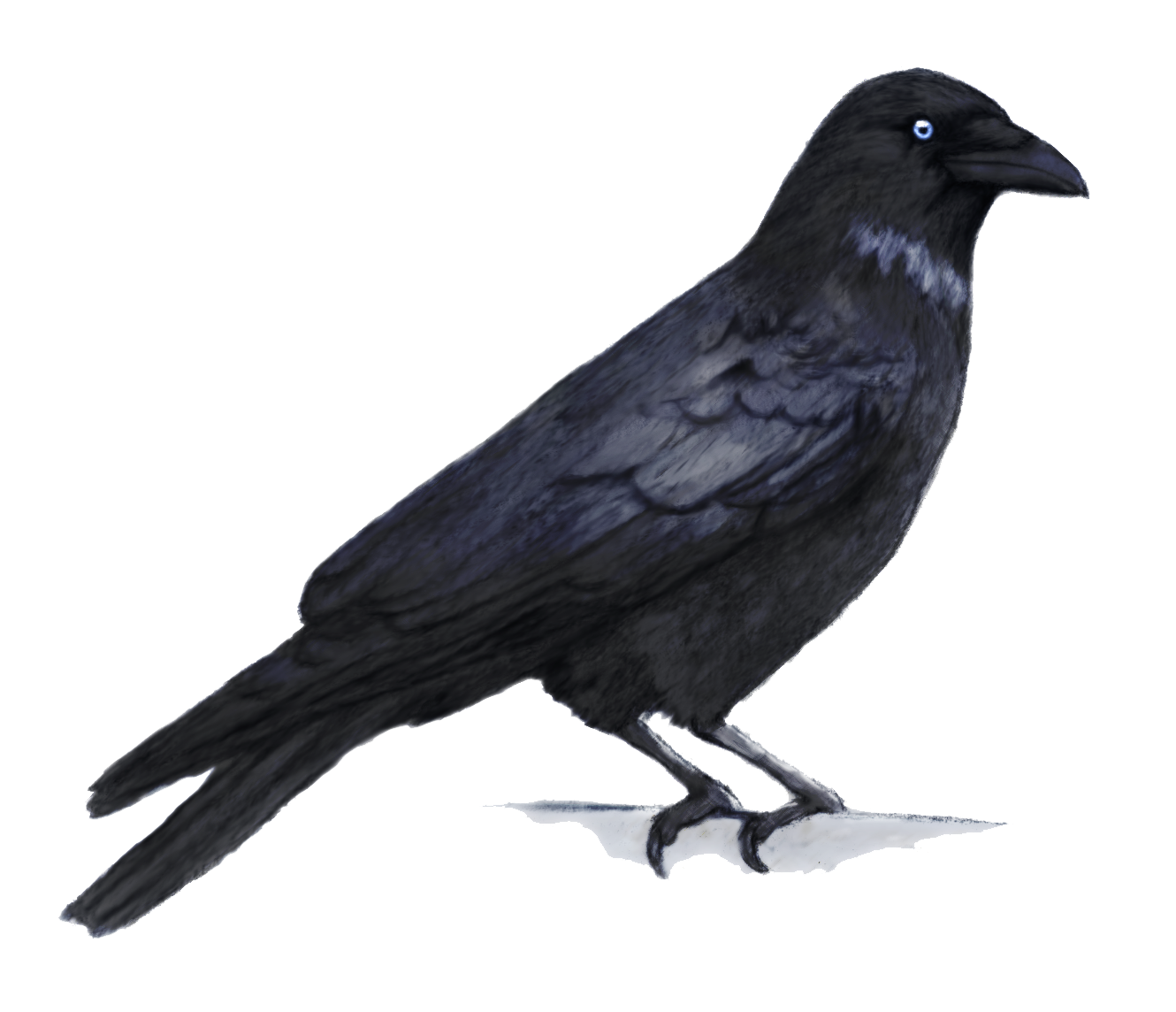 Crow Png Transparent PNG Image