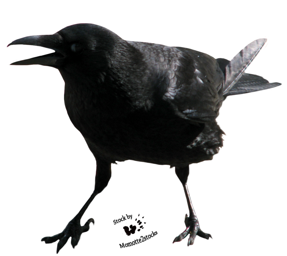 Crow Free Png Image Transparent PNG Image