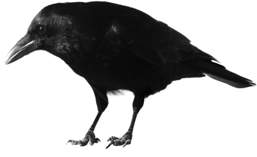 Crow Transparent Transparent PNG Image