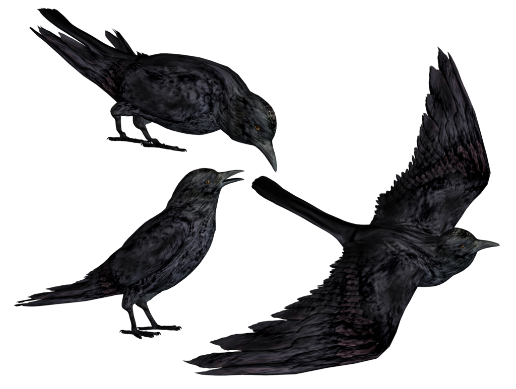 Crow Png Clipart Transparent PNG Image