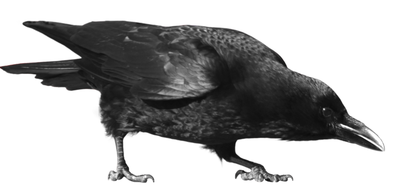 Crow Png Pic Transparent PNG Image