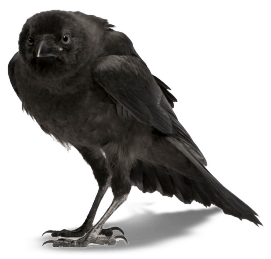 Crow Png Image Transparent PNG Image