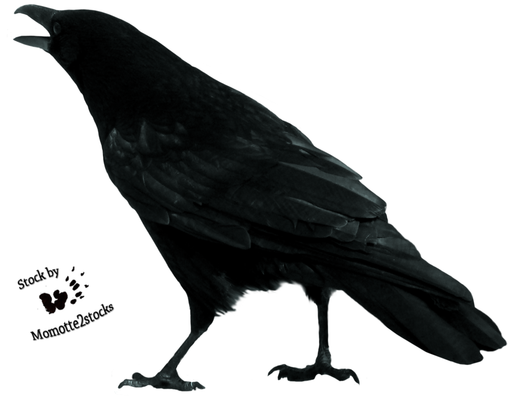 Crow Free Download Png Transparent PNG Image