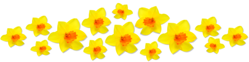 Daffodils Png Image Transparent PNG Image