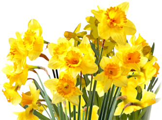 Daffodils Png File Transparent PNG Image