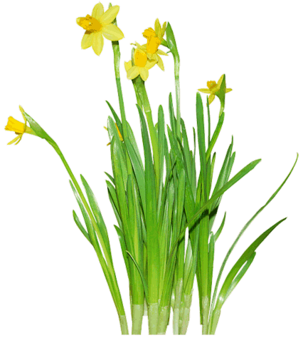 Daffodils Png Clipart Transparent PNG Image