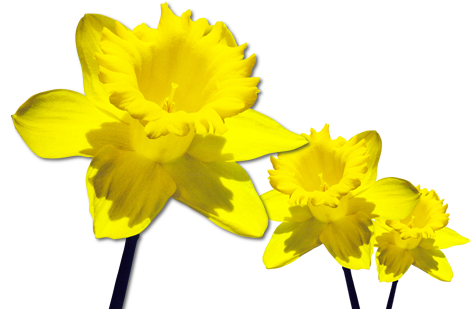 Daffodils Free Download Png Transparent PNG Image