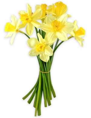 Daffodils Png Transparent PNG Image