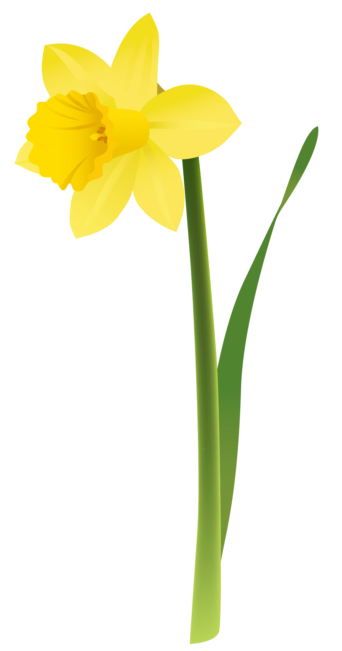 Daffodils Png Picture Transparent PNG Image