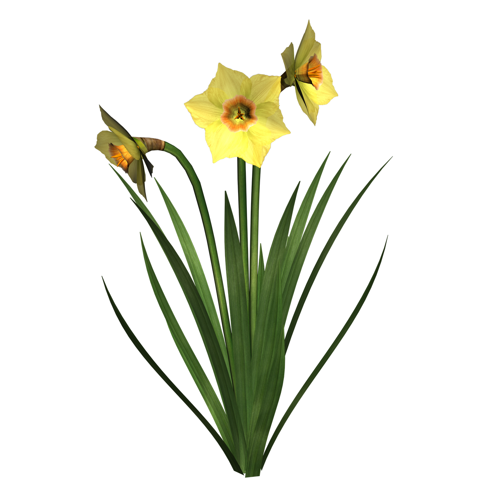 Daffodils Free Png Image Transparent PNG Image