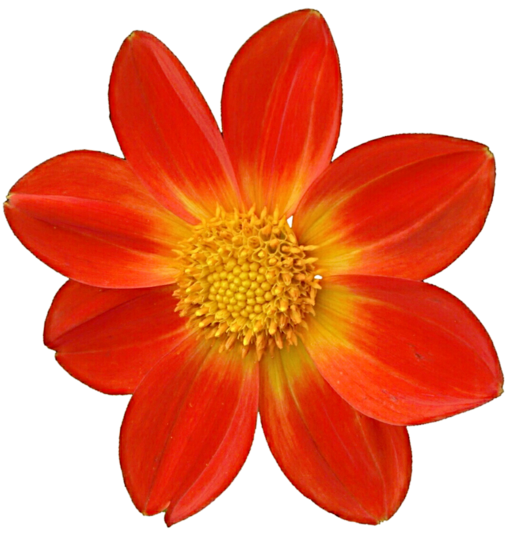 Dahlia Png File Transparent PNG Image