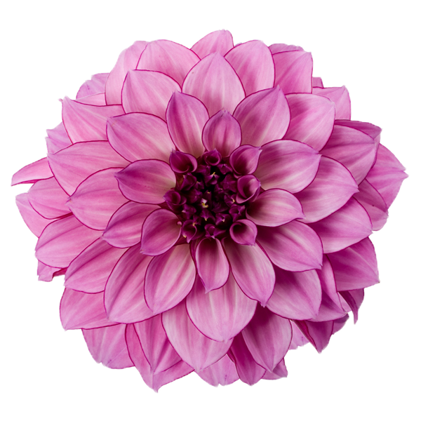 Dahlia Free Download Png Transparent PNG Image