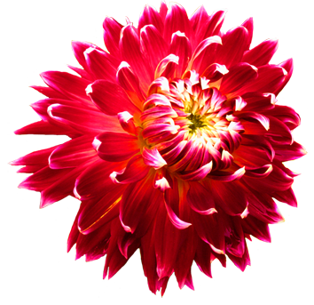 Dahlia Picture Transparent PNG Image