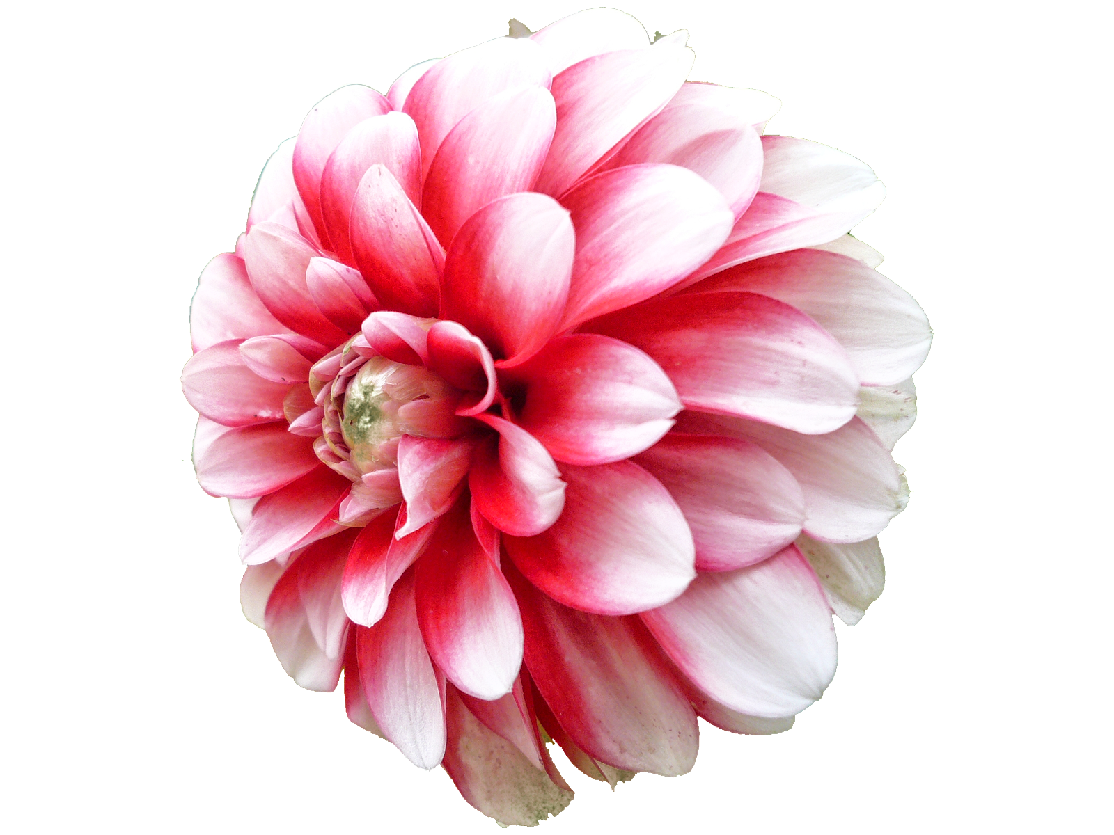 Dahlia Png Picture Transparent PNG Image