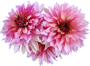 Dahlia Png Image Transparent PNG Image