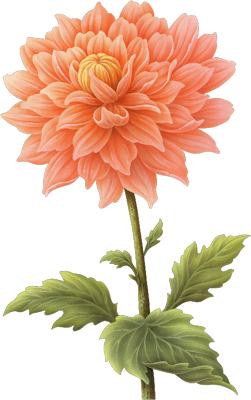 Dahlia Png Transparent PNG Image