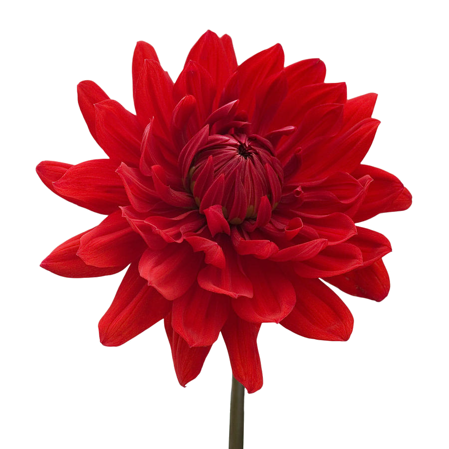 Dahlia Download Png Transparent PNG Image