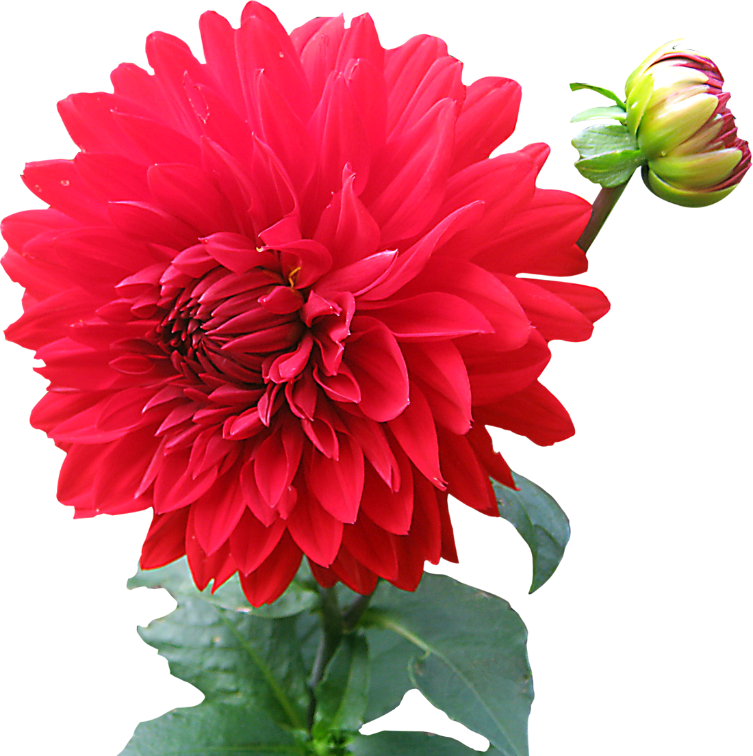 Dahlia Free Png Image Transparent PNG Image