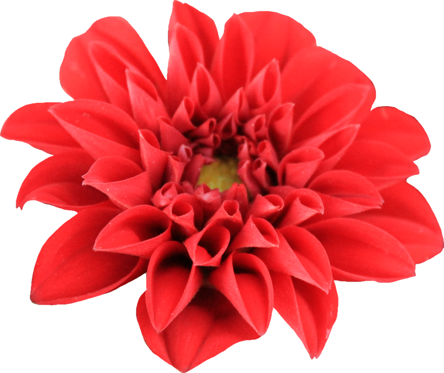 Dahlia Transparent Transparent PNG Image