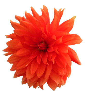 Dahlia Png Pic Transparent PNG Image