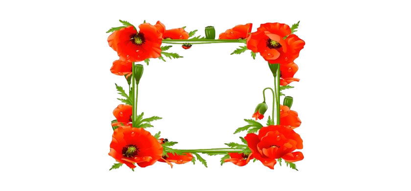 Poppy Frame Flower Download Free Image Transparent PNG Image