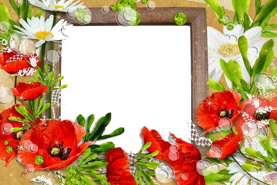 Poppy Frame Flower Photos Free HQ Image Transparent PNG Image