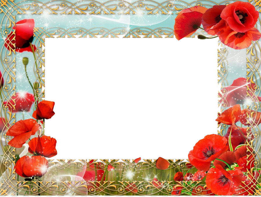 Poppy Frame Flower Free HD Image Transparent PNG Image