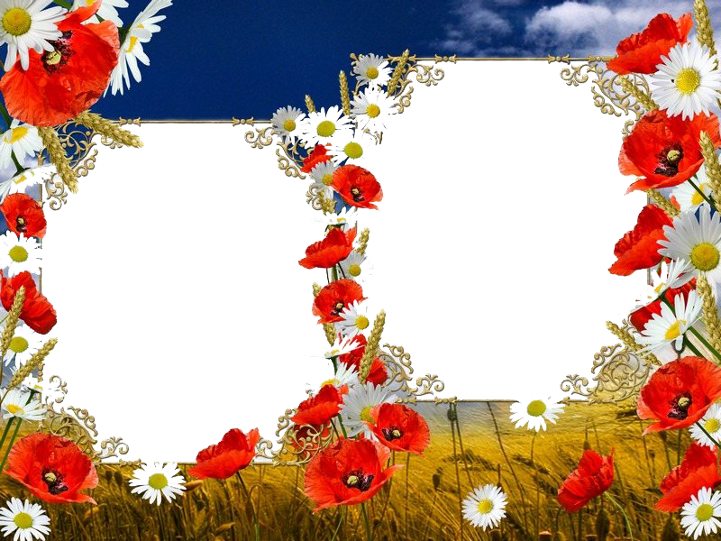 Poppy Frame Flower Free Download Image Transparent PNG Image