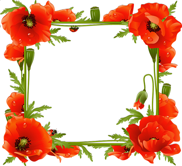 Poppy Frame Flower Pic Free Download PNG HQ Transparent PNG Image